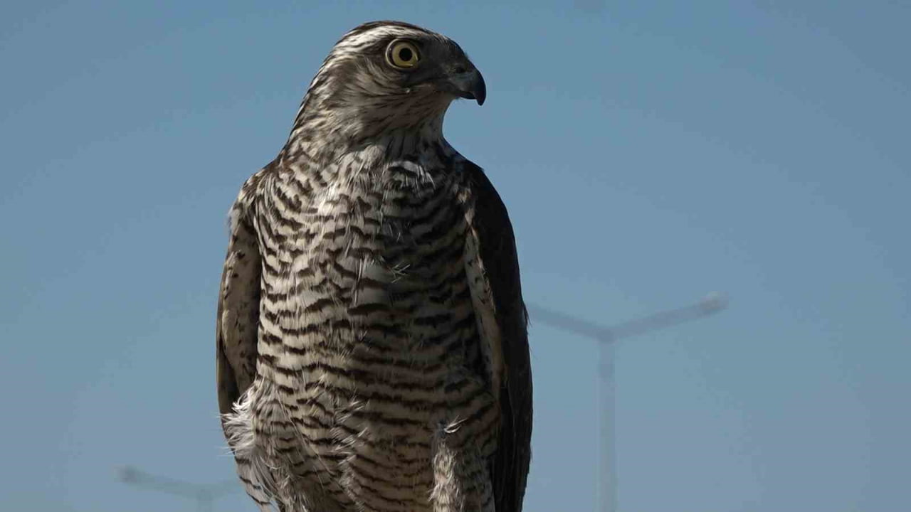 BILDIRCIN TUTMAK İÇİN SABUNLU SUYLA YOLA ÇIKILAN VE BÖCEKLE KÜÇÜK KUŞ, KÜÇÜK KUŞLA ATMACA...