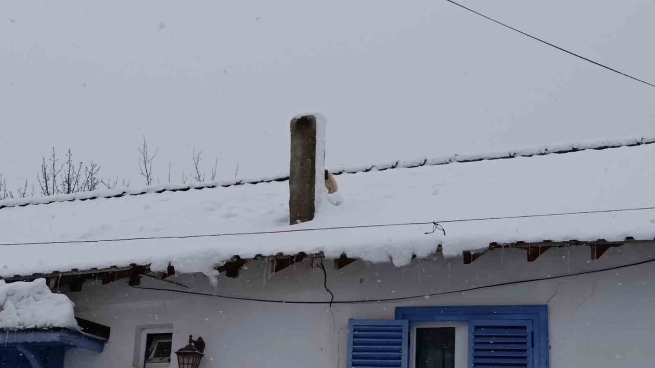 BİLECİK'TE KARLA KAPLI ÇATIDA MAHSUR KALAN MİNİK KÖPEK, YÜREKLERİ ISITAN BİR OPERASYONLA...