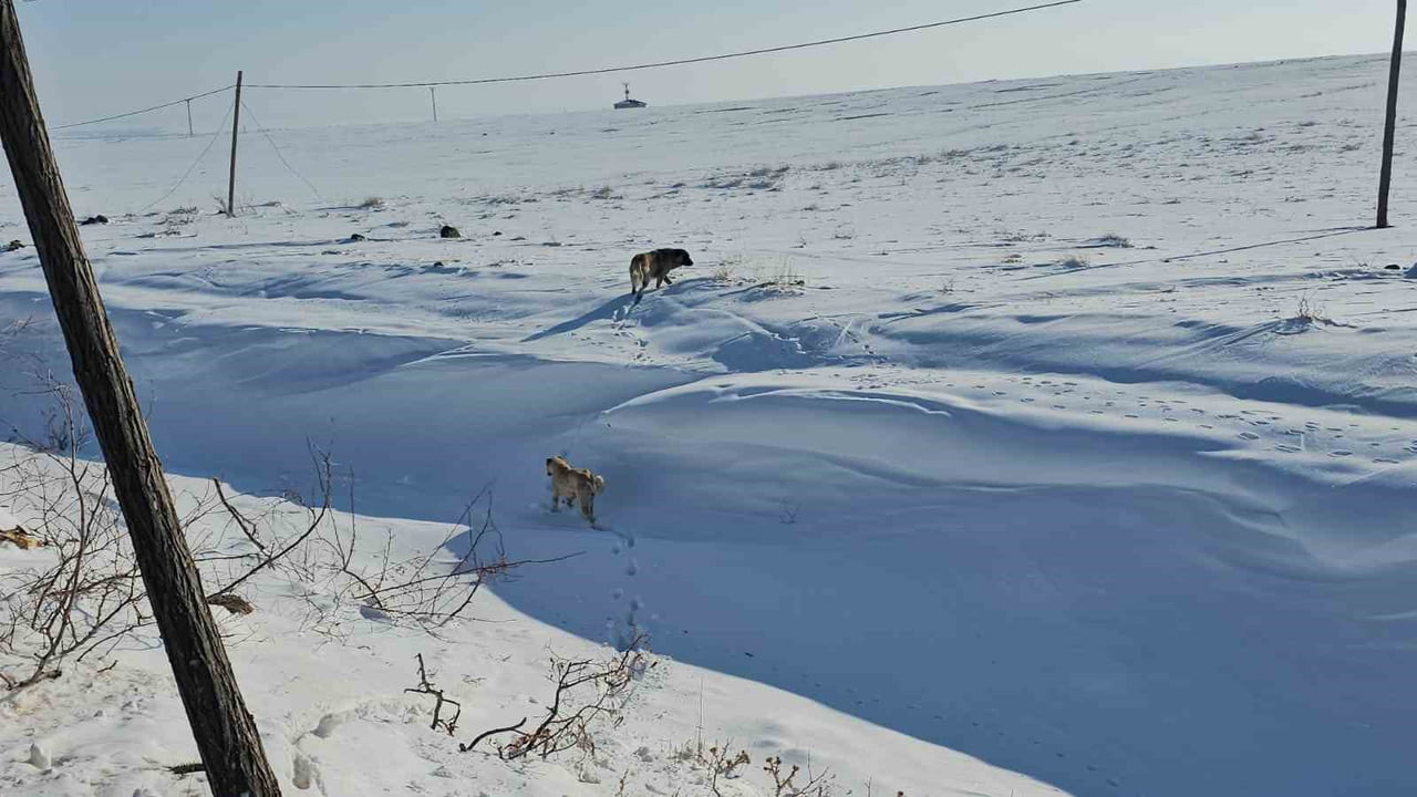 BİTLİS'İN ADİLCEVAZ İLÇESİNE BAĞLI GÖLDÜZÜ KÖYÜNDEKİ BAŞIBOŞ SOKAK KÖPEKLERİ, VATANDAŞLAR ARASINDA...