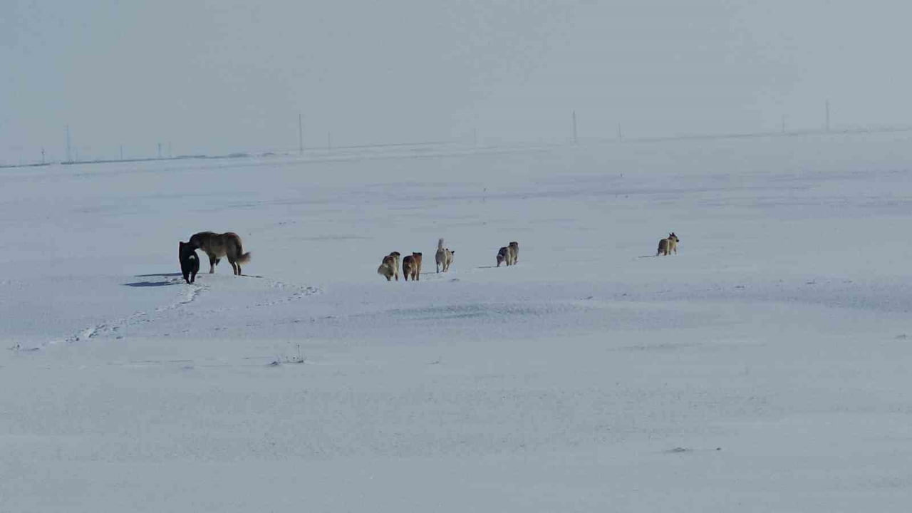 BİTLİS'İN ADİLCEVAZ İLÇESİNE BAĞLI GÖLDÜZÜ KÖYÜNDEKİ BAŞIBOŞ SOKAK KÖPEKLERİ, VATANDAŞLAR ARASINDA...