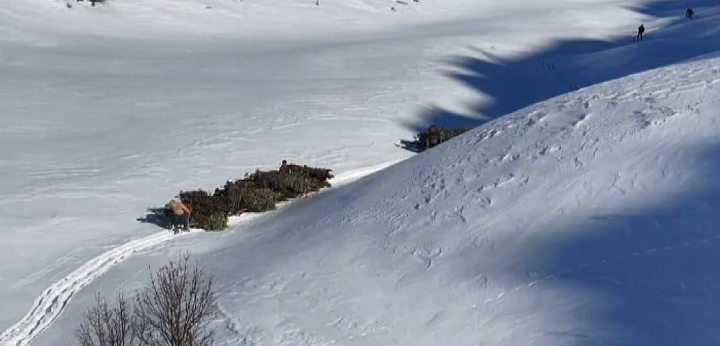 BİTLİS'TE YAZIN DAĞLIK ALANLARDA TOPLANAN YAPRAKLI MEŞE DALLARI, KIŞIN KARLI YAMAÇLARDAN...