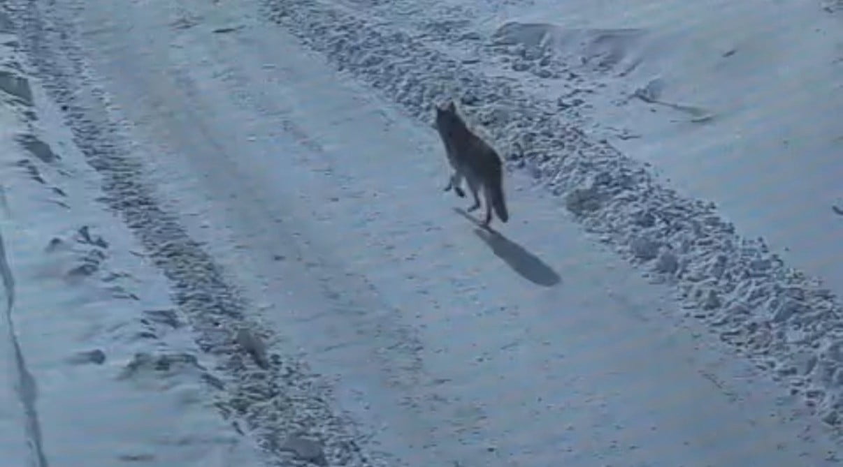 BİTLİS’İN TATVAN İLÇESİNDE GÜNDÜZ SAATLERİNDE KURDUN SİTE ÇEVRESİNDE SÜRE DOLAŞTIĞI ANLAR GÜVENLİK...