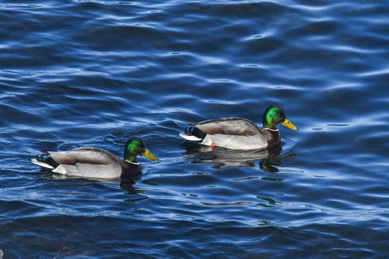 BİTLİS’İN TATVAN İLÇESİNDE, VAN GÖLÜ SAHİLİNDE YEŞİLBAŞ ÖRDEKLER GÖRÜNTÜLENDİ.