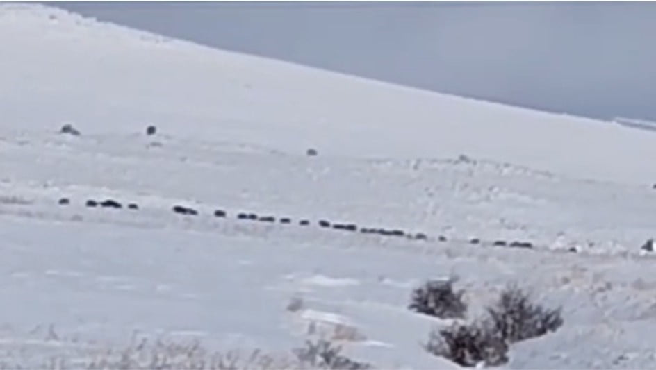 BİTLİS’İN TATVAN İLÇESİNE BAĞLI KIYIDÜZÜ VE SARIKUM KÖYLERİ KIRSAL ALANINDA KARLAR ARASINDA...