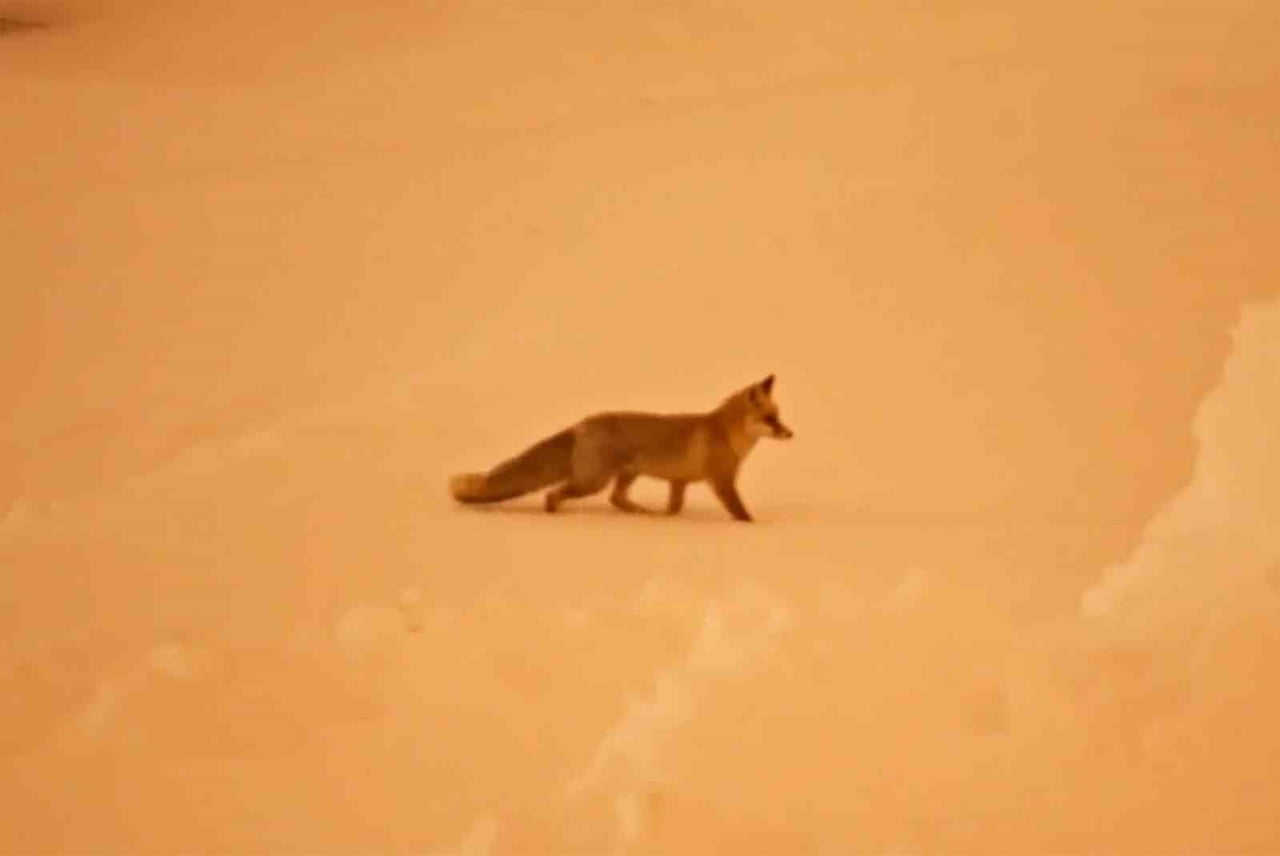BİTLİS’TE ETKİLİ OLAN YOĞUN KAR YAĞIŞI VE SOĞUK HAVA NEDENİYLE YİYECEK BULAMAYAN KURT VE TİLKİ...