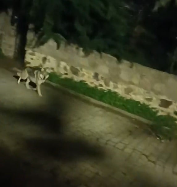 BODRUM’DA KURT SÜRÜSÜ GÖRÜNTÜLENDİ