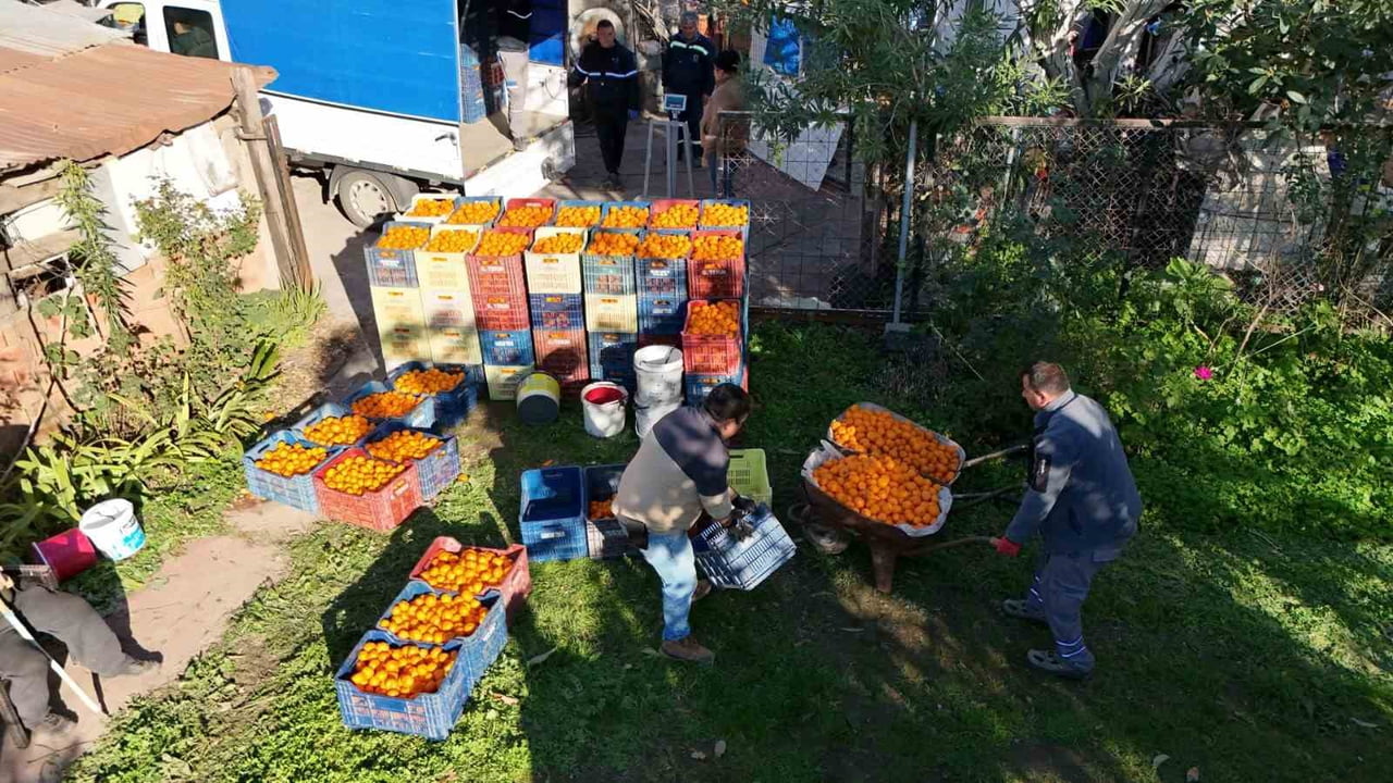 BODRUM MANDALİNİ TÜRKİYE’NİN DÖRT BİR YANINA ULAŞIYOR