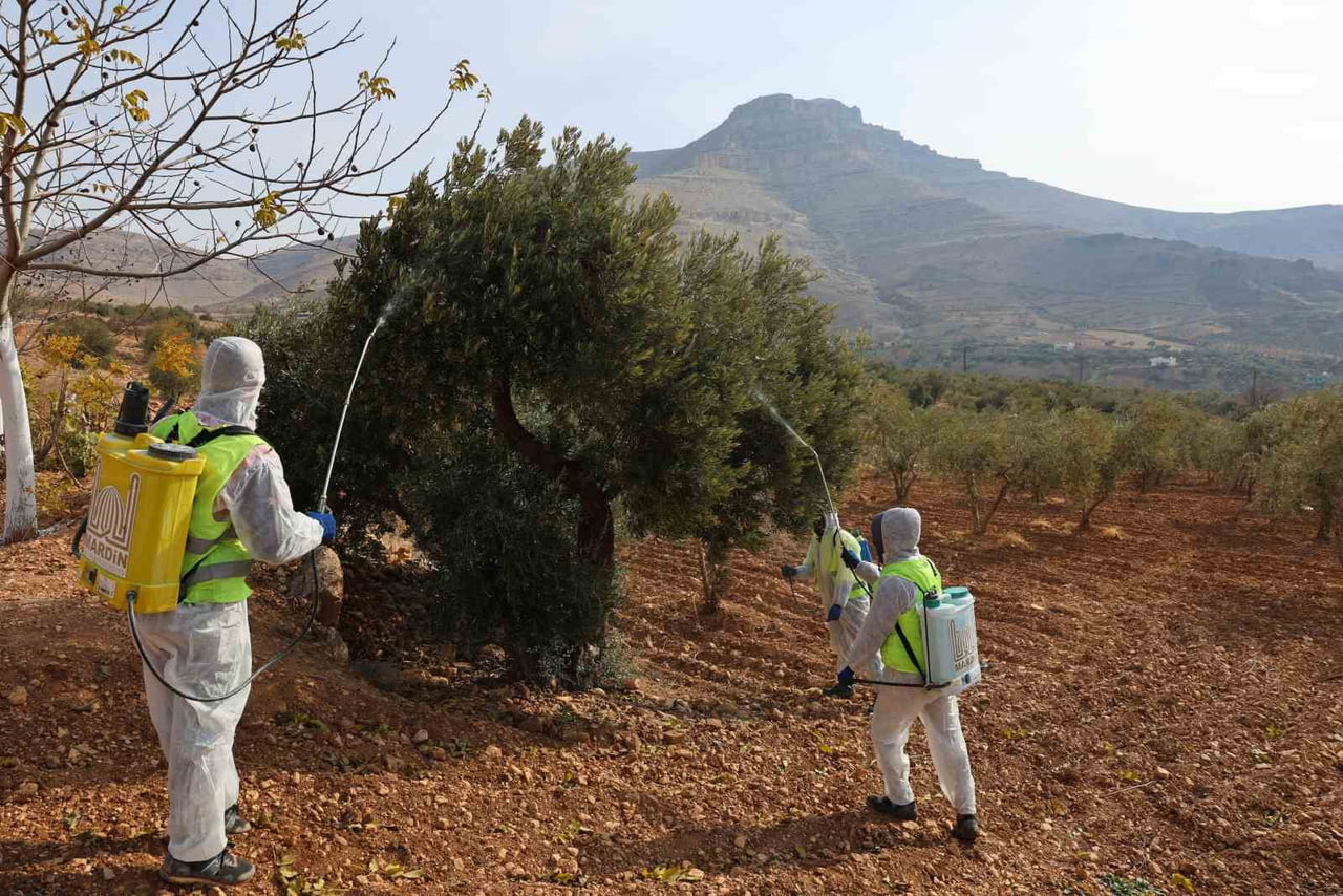 BÖLGENİN ÖNEMLİ TARIMSAL ÜRÜNLERİNDEN BİRİ OLAN DERİK ZEYTİNİ’NİN KORUNMASI VE...