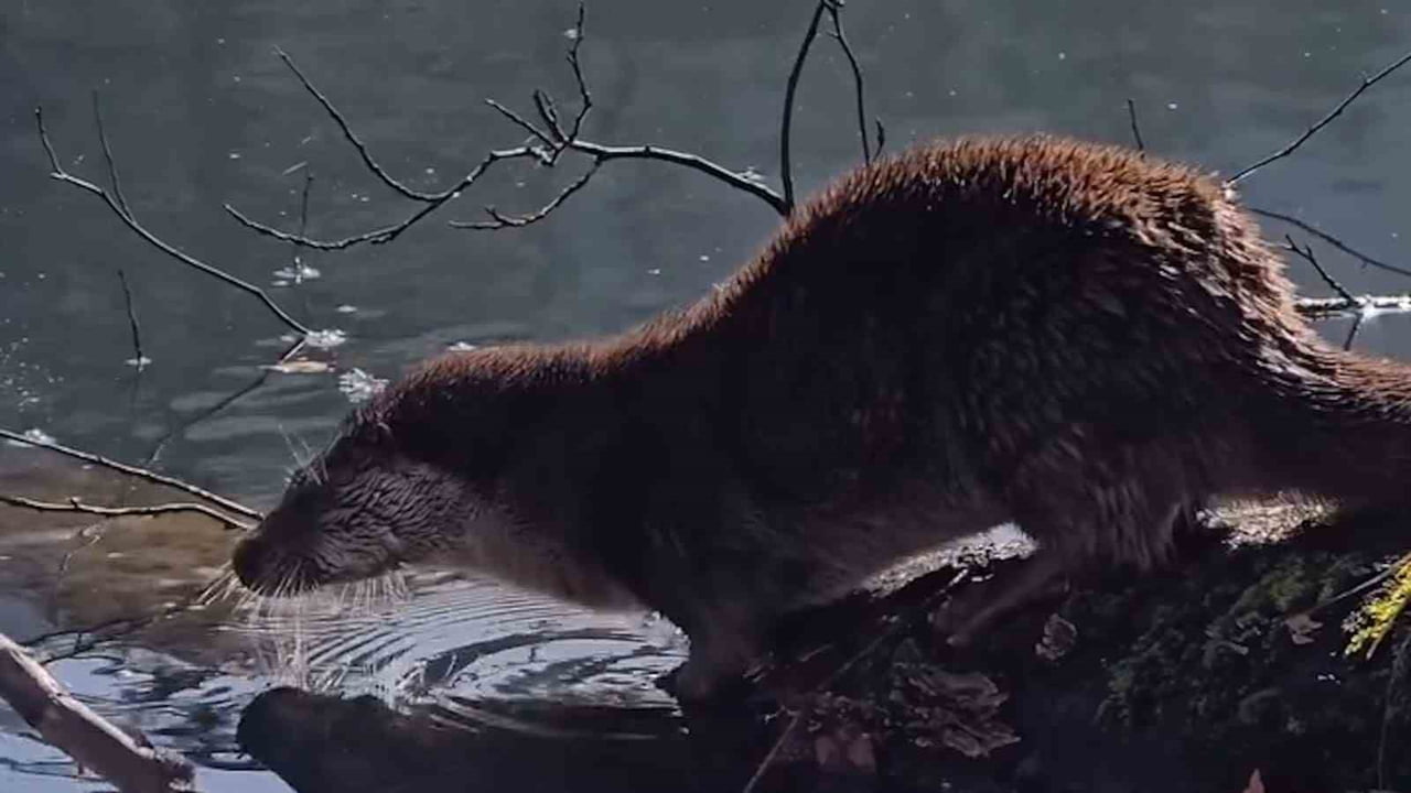 BOLU'NUN DOĞAL GÜZELLİKLERİYLE ÜNLÜ YEDİGÖLLER MİLLİ PARKI'NDA, NESLİ TÜKENME TEHLİKESİ ALTINDA...