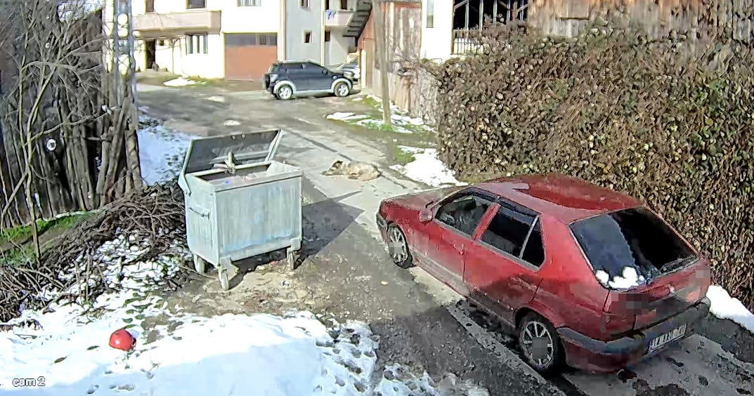 BOLU’DA BİR SÜRÜCÜ, KÖY YOLUNDA UYUYAN KÖPEĞİN ÜZERİNDEN ARACIYLA GEÇTİKTEN SONRA ARKASINA...