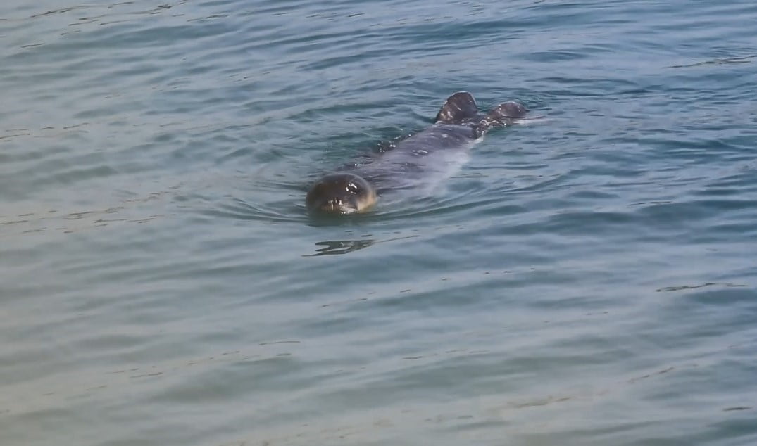 BOZYAZI KAYMAKAMLIĞI, DÜNYADA SAYILARI GİDEREK AZALAN VE YOK OLMA TEHLİKESİ ALTINDA BULUNAN...