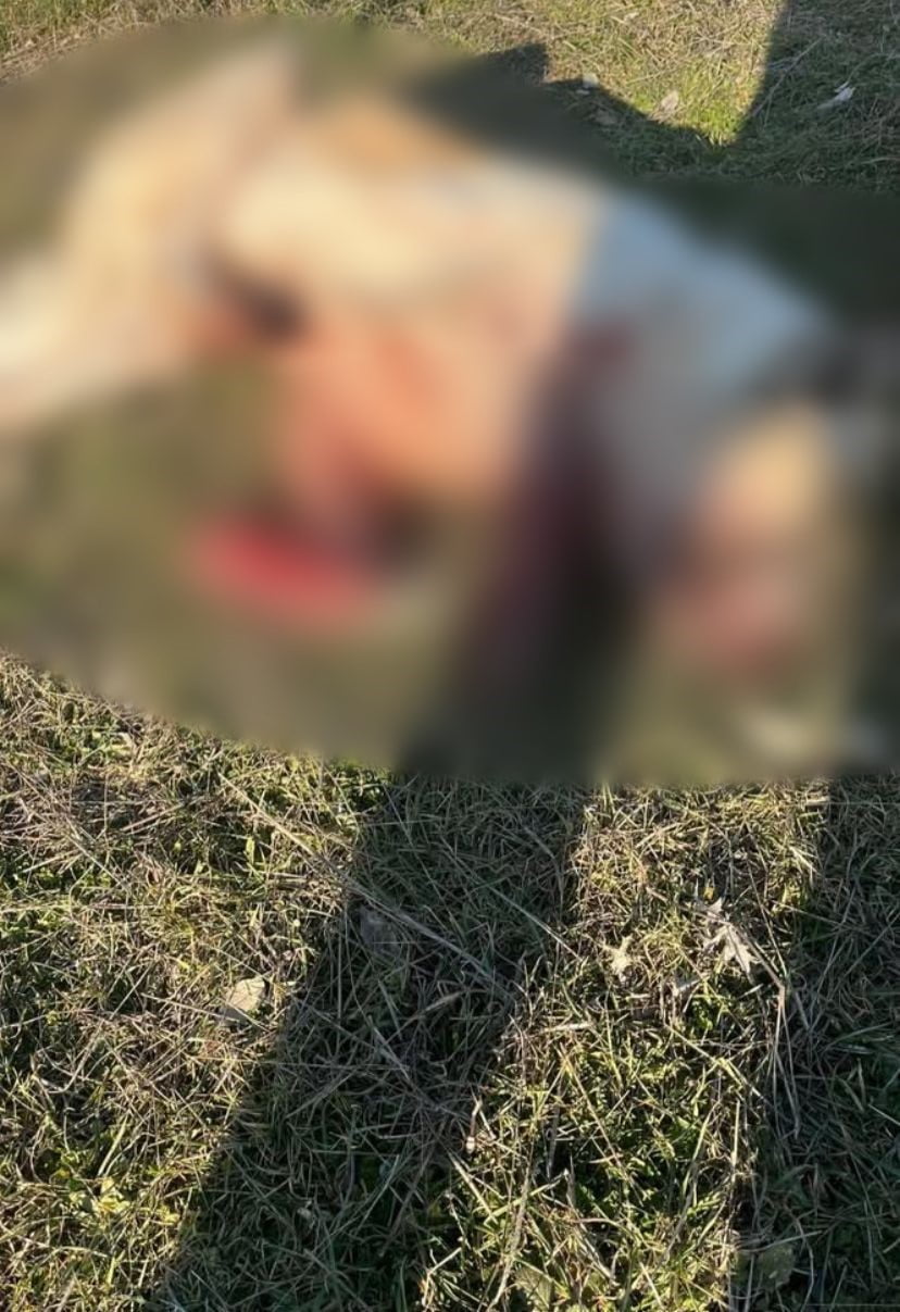 BURDUR'UN BUCAK İLÇESİNDE SOSYAL MEDYADA YER ALAN KÖPEKLERİN SİLAHLA VURULARAK ÖLDÜRÜLDÜĞÜNE...