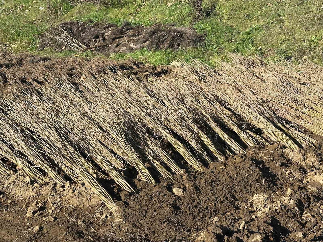 BURSA'NIN İNEGÖL İLÇESİNE BAĞLI KIRSAL CERRAH MAHALLESİ'NİN, YILDA YAKLAŞIK 15 MİLYON TOHUMDAN...