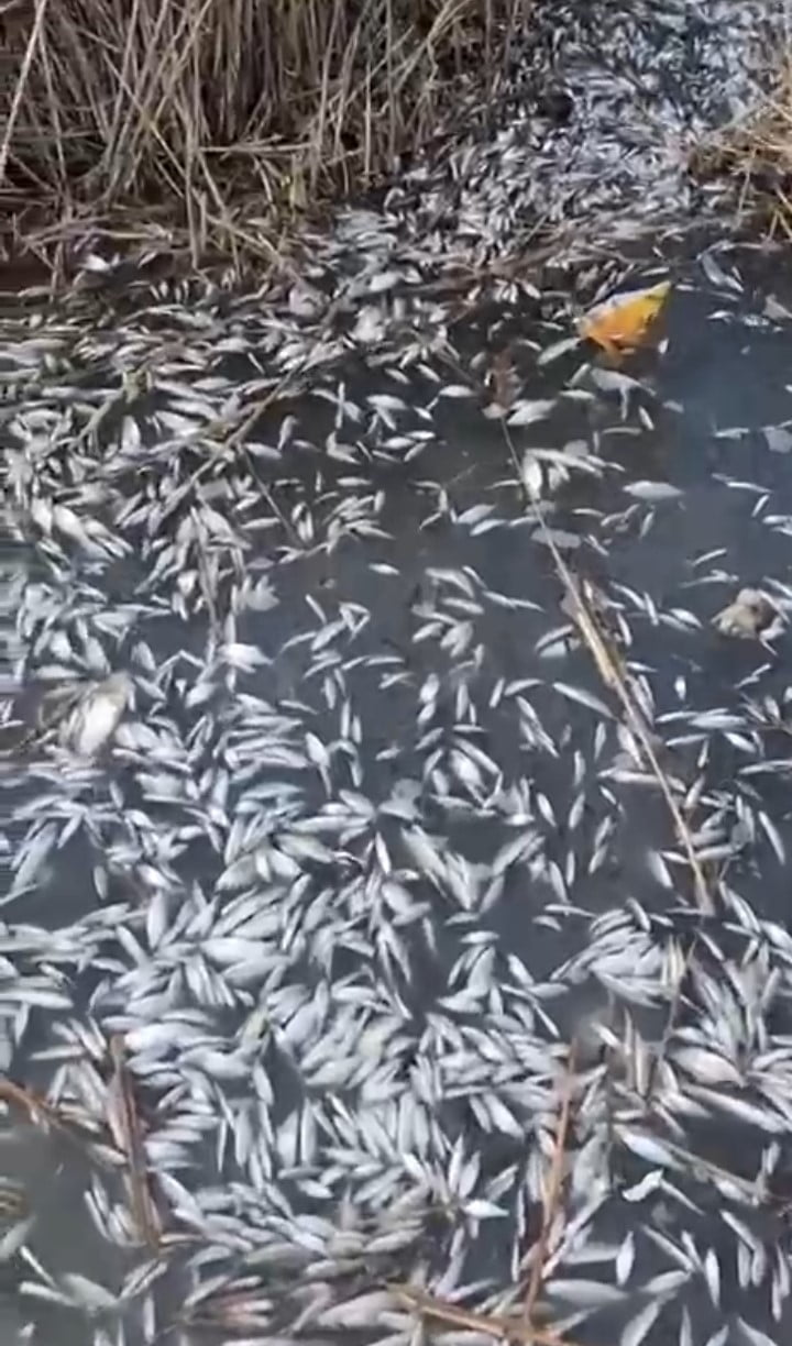 BURSA’DA BİNLERCE BALIĞIN SU YÜZEYİNE ÇIKARAK ÖLDÜĞÜ GÖRÜLDÜ. BALIK ÖLÜMLERİNİN YALNIZCA SOĞUK...