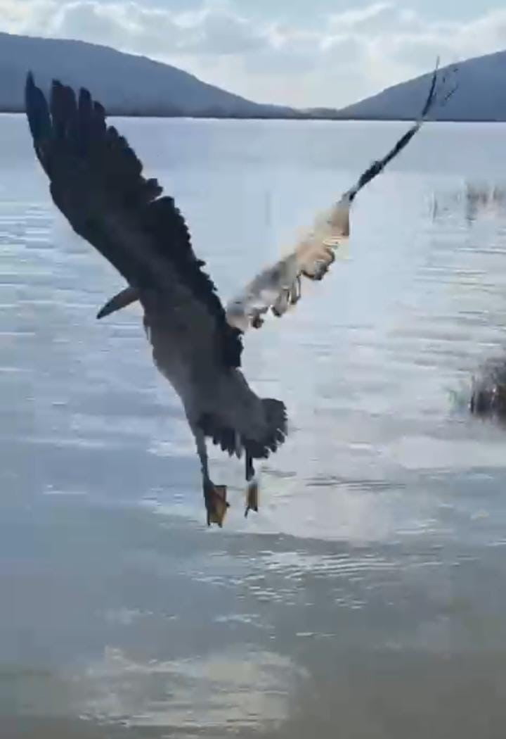 BURSA’DA, ENSE VE BOYUN BÖLGESİNDE OLUŞAN YARALAR NEDENİYLE TEDAVİ ALTINA ALINAN AK PELİKAN...