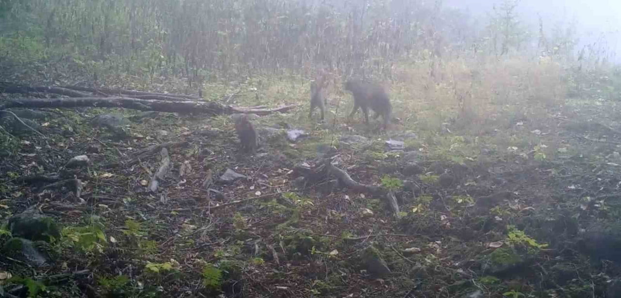 BURSA’NIN ULUDAĞ BÖLGESİNDE KURULAN FOTOKAPANLAR, YABAN HAYATINA DAİR DİKKAT ÇEKEN BİR ANI KAYIT...