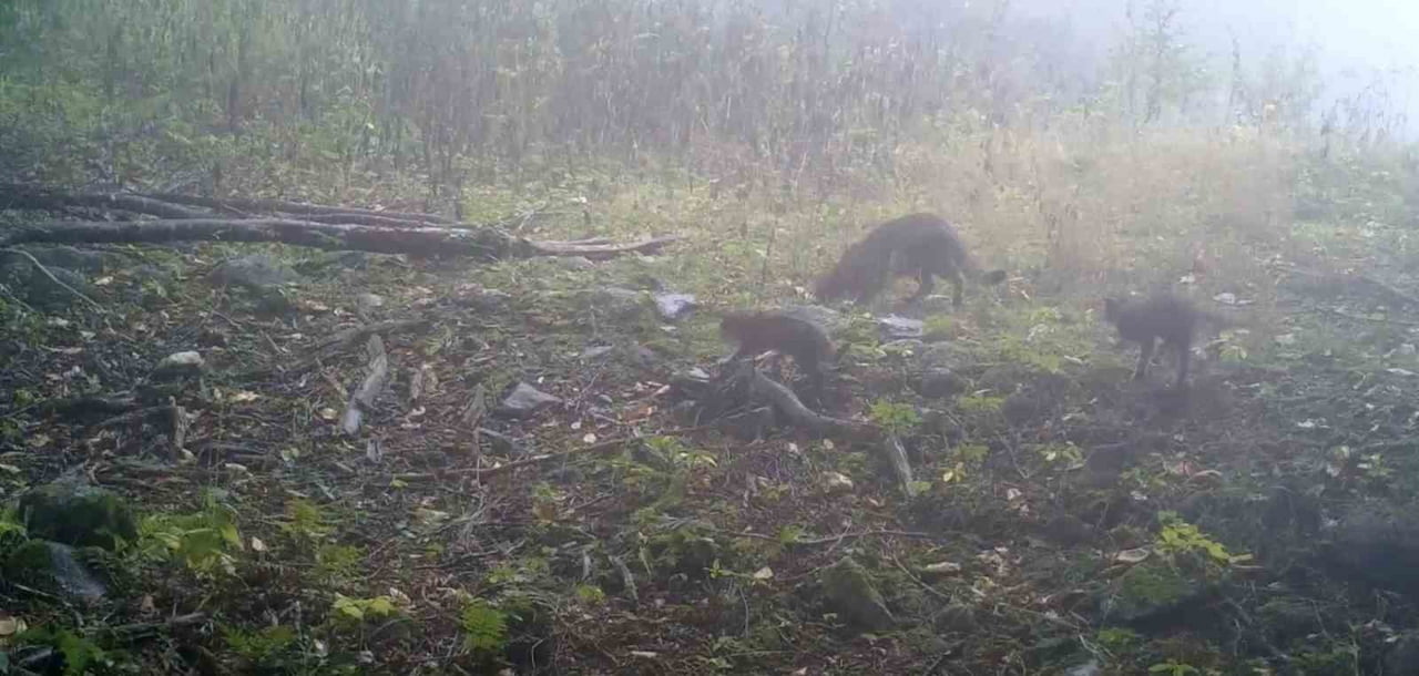 BURSA’NIN ULUDAĞ BÖLGESİNDE KURULAN FOTOKAPANLAR, YABAN HAYATINA DAİR DİKKAT ÇEKEN BİR ANI KAYIT...