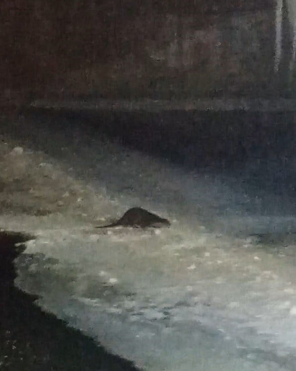 BUZ TUTAN ÇORUH’TA SU SAMURU HEYECANI: VATANDAŞLAR "GEL GEL" DİYE SESLENDİ