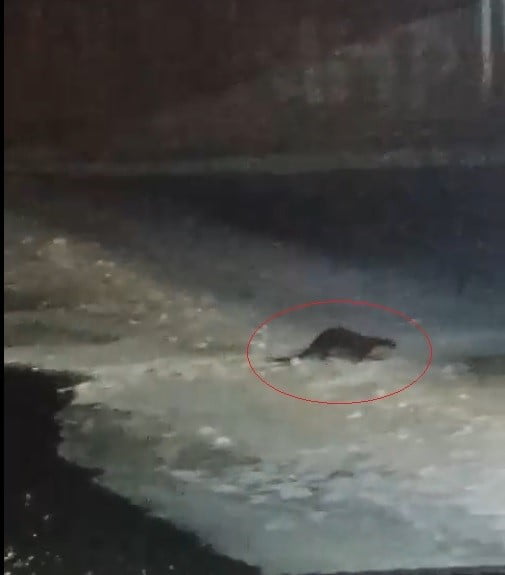 BUZ TUTAN ÇORUH’TA SU SAMURU HEYECANI: VATANDAŞLAR "GEL GEL" DİYE SESLENDİ