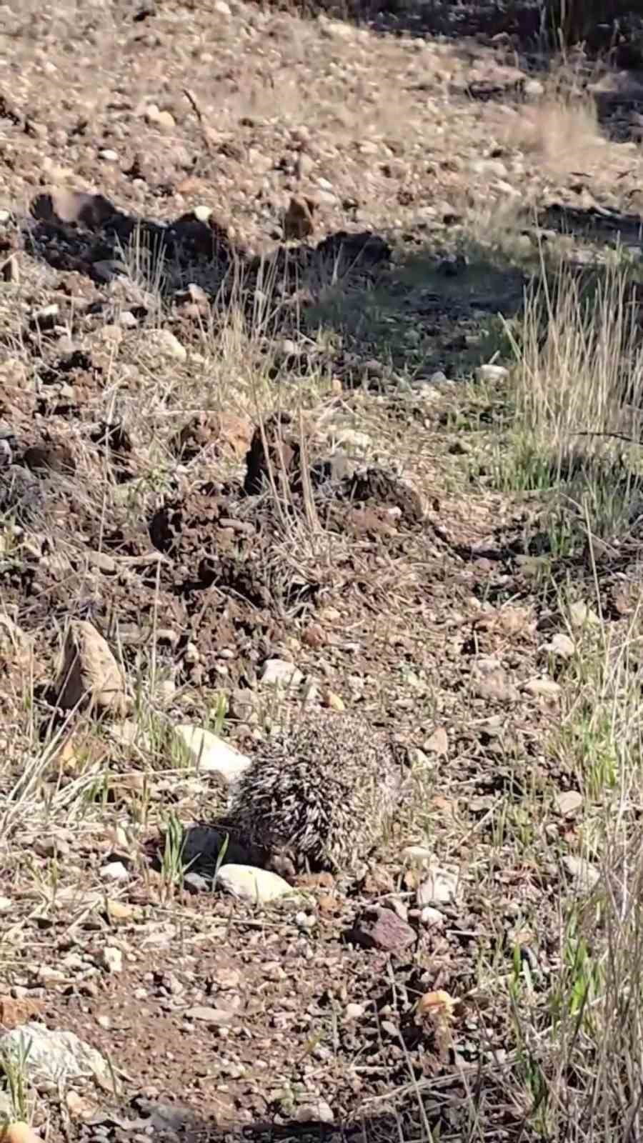 ÇANAKKALE’DE DOĞA KORUMA VE MİLLİ PARKLAR MÜDÜRLÜĞÜ (DKMP) EKİPLERİNİN BİTKİN VE ZAYIF HALDE...