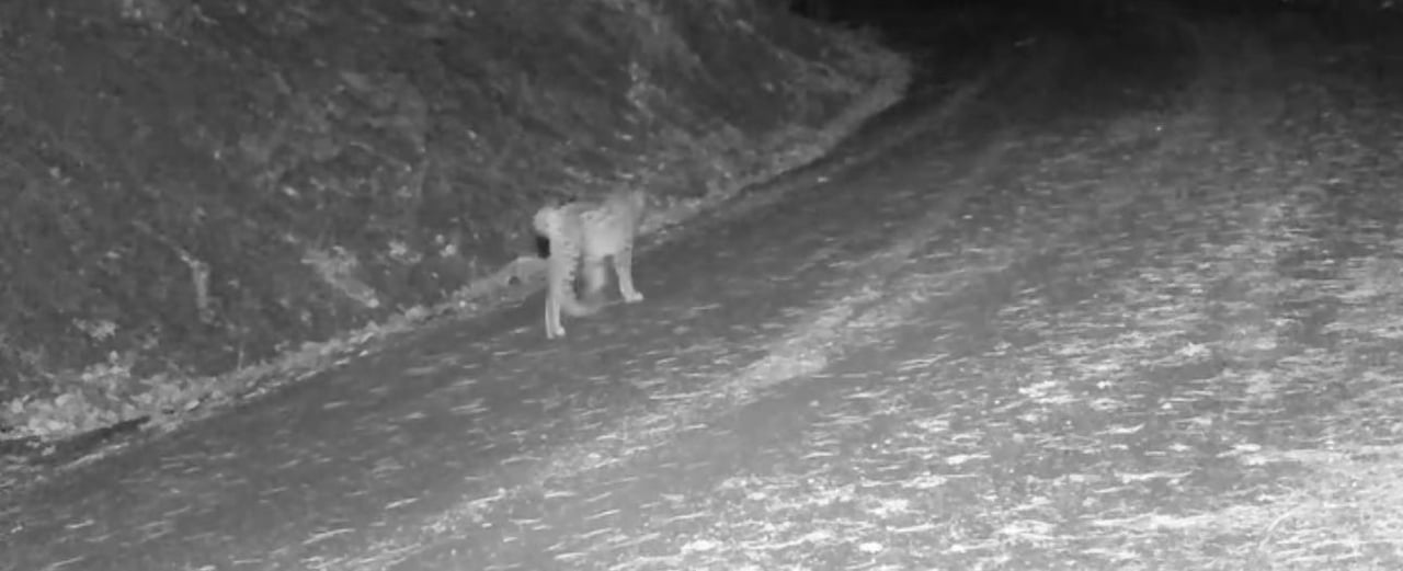 ÇANKIRI’DA KARLA KAPLANAN DOĞADA YAŞAMLARINI SÜRDÜREN YABAN HAYVANLARI FOTOKAPANLAR TARAFINDAN...
