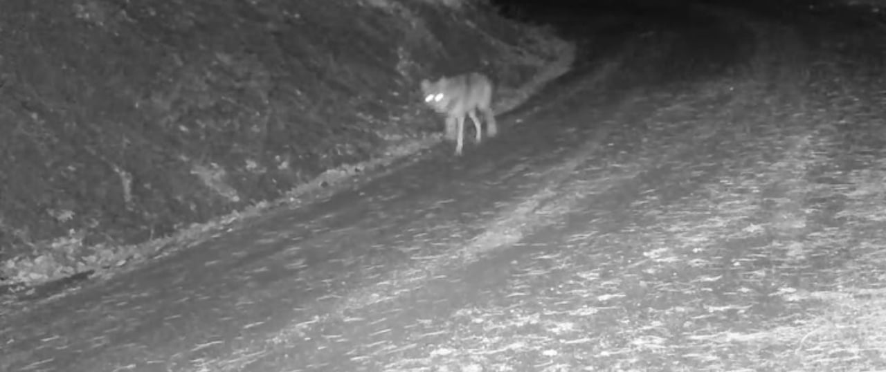 ÇANKIRI’DA KARLA KAPLANAN DOĞADA YAŞAMLARINI SÜRDÜREN YABAN HAYVANLARI FOTOKAPANLAR TARAFINDAN...