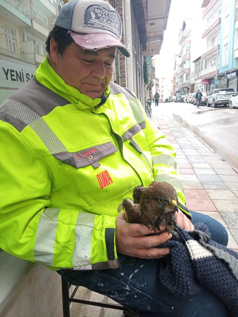CVR AYANCIK’TA YARALI HALDE ŞAHİN BULUNDU (FOTOĞRAFLI) MURAT ÇALIŞKAN SİNOP (İHA) - AYANCIK’TA...