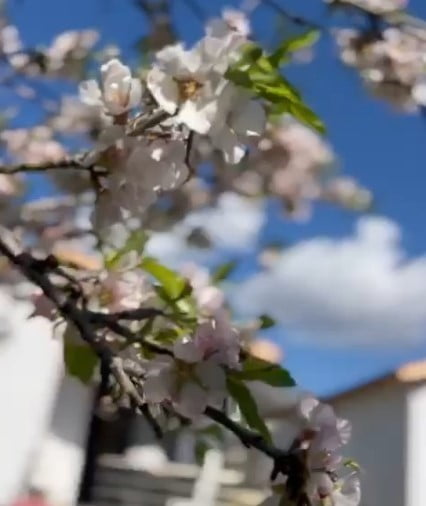 DATÇA’DA BADEM AĞAÇLARI KIŞ ORTASINDA ÇİÇEK AÇTI