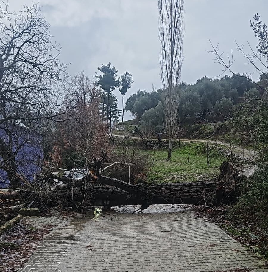 DENİZLİ’NİN BULDAN İLÇESİNDE BULUNAN ASIRLIK KAVAK AĞACI, BÖLGEDE ETKİLİ OLAN ŞİDDETLİ FIRTINA...