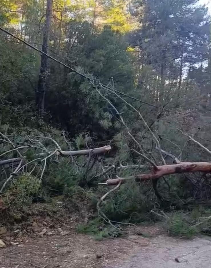 DENİZLİ’NİN BULDAN İLÇESİNDE ETKİLİ OLAN FIRTINA NEDENİYLE DEVRİLEN ÇAM VE KAVAK AĞAÇLARI YOLU...