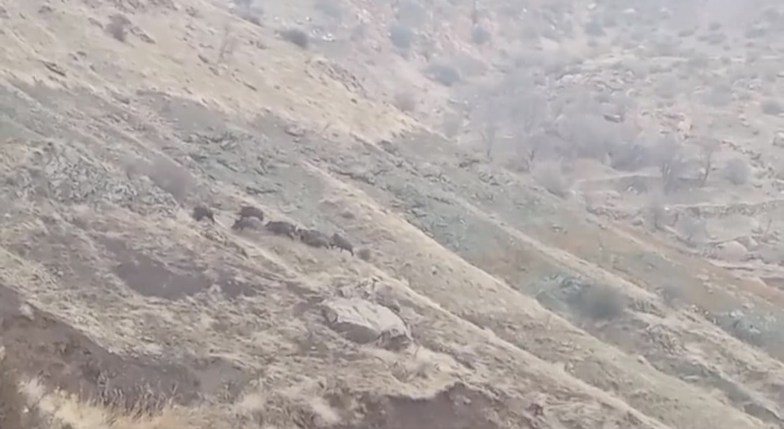 DİYARBAKIR'IN ÇERMİK İLÇESİNDE, AÇ KALAN DOMUZ SÜRÜSÜ, YERLEŞİM YERİNE KADAR İNDİ.