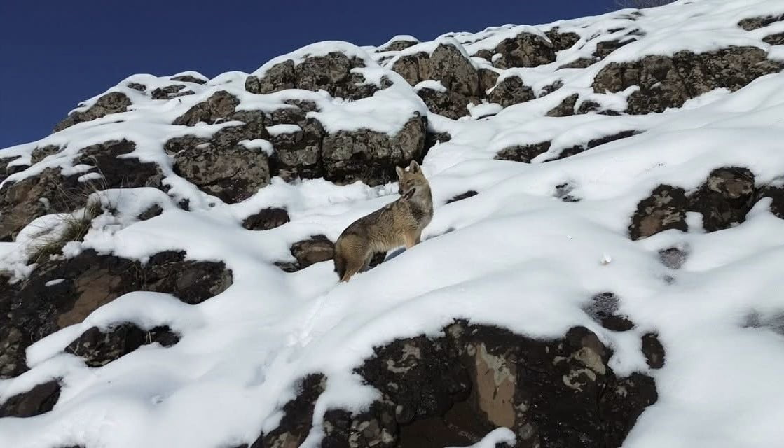 DİYARBAKIR'IN ÇERMİK İLÇESİNDE YİYECEK ARAYAN KURT, DRONLA GÖRÜNTÜLENDİ.