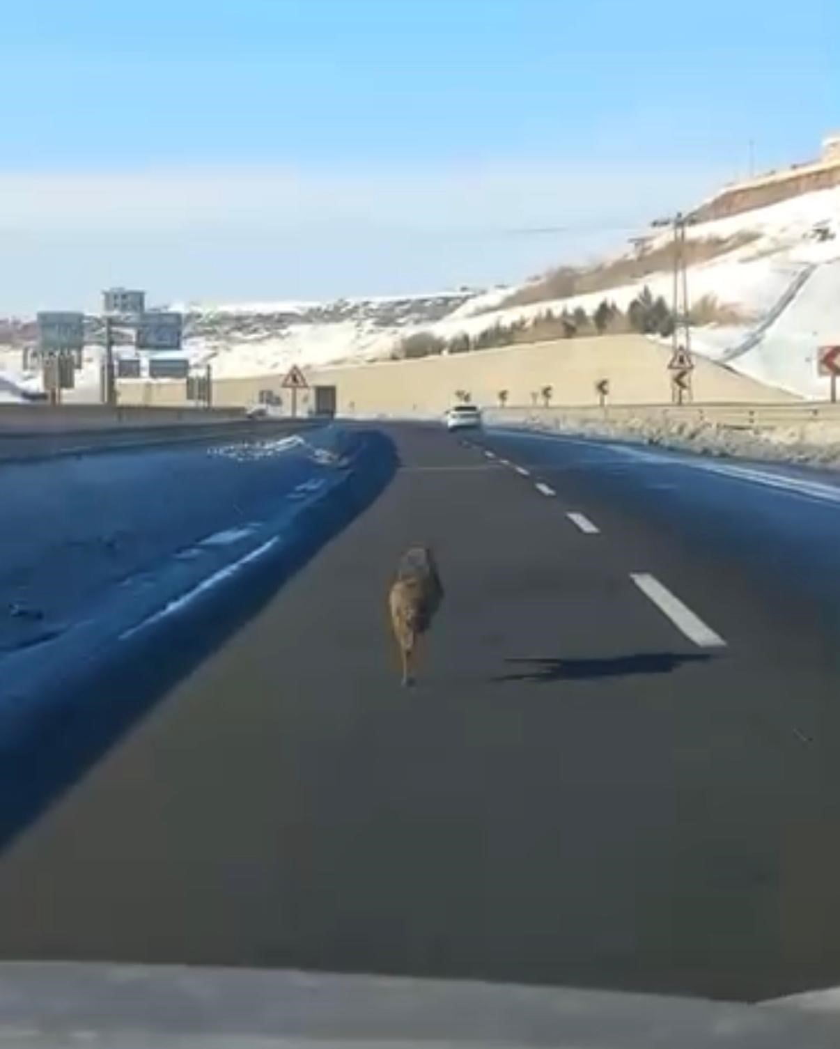 DİYARBAKIR'IN YENİŞEHİR İLÇESİNDE BİR KURDUN UZUN SÜRE BİR ARACIN ÖNÜNDE KOŞARAK İLERLEDİĞİ ANLAR...