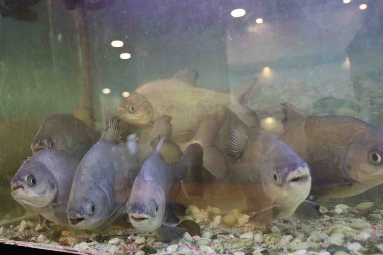 DİYARBAKIR’DA KELLE PAÇACIDA, İŞLETME SAHİBİ 12 YIL ÖNCE OĞLUNUN VERDİĞİ 8 ADET PİRANA BALIĞINI...