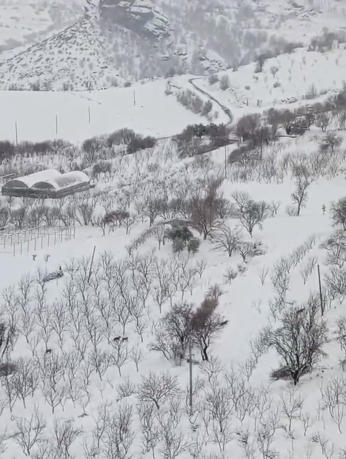 DİYARBAKIR’IN ÇERMİK İLÇESİNDE, DOĞAL YAŞAM ALANLARINDA YİYECEK BULAMAYAN KURT SÜRÜSÜ, YERLEŞİM...