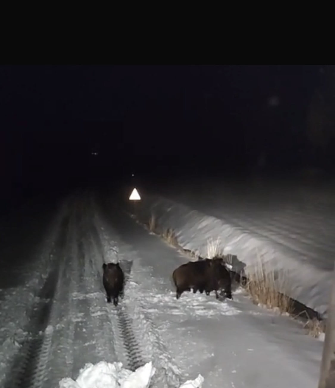 DİYARBAKIR’IN ÇERMİK VE ÇÜNGÜŞ İLÇELERİNDE AÇ KALAN KURT VE DOMUZ SÜRÜSÜ ŞEHİR MERKEZİNE KADAR...