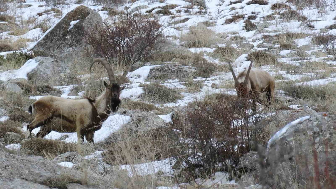 DOĞA KORUMA VE MİLLİ PARKLAR ŞUBE MÜDÜRLÜĞÜ EKİPLERİ TARAFINDAN 2025 YILI SONUNDA GERÇEKLEŞTİRİLEN...