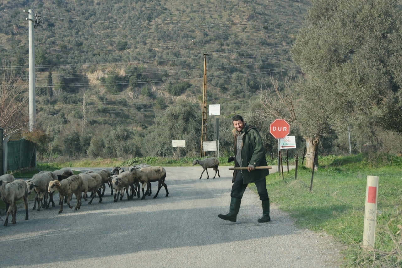 DOĞU İLLERİNDE KOYUNLAR AYLARCA KAPALI ALANLARDA KALIRKEN, AYDIN’DA HAVALARIN ISINMASIYLA SÜRÜLER...