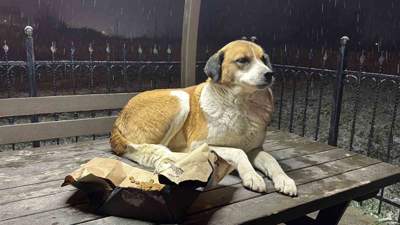 DÜZCE’DE HABER NÖBETİ İÇİN YOLLARDA OLAN GAZETECİLER, KAR YAĞIŞI NEDENİYLE YİYECEK BULMAKTA ZORLUK...