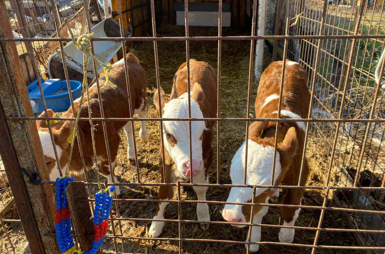 EDİRNE MERKEZE BAĞLI ORHANİYE KÖYÜ'NDE BİR BÜYÜKBAŞ HAYVAN ÜÇÜZ BUZAĞI DÜNYAYA...