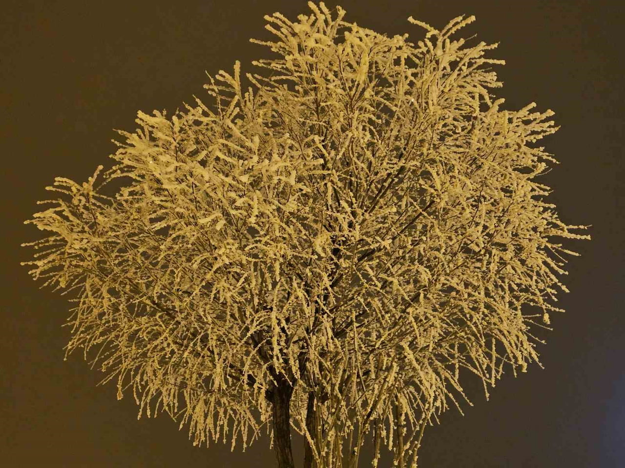 ELAZIĞ'DA AĞAÇLAR KIRAĞI TUTTU