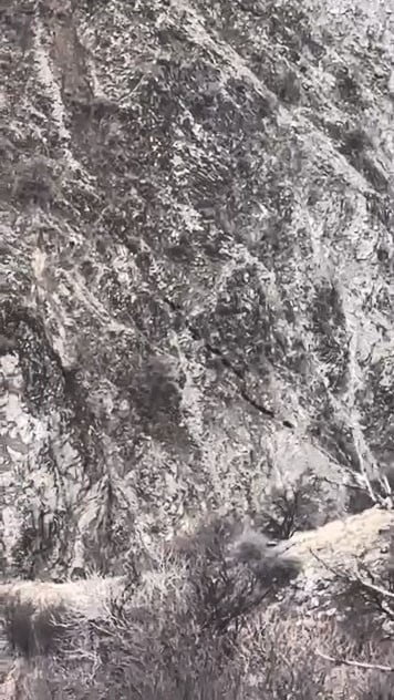 ELAZIĞ'DA DOMUZ SÜRÜSÜ GÖRÜNTÜLENDİ