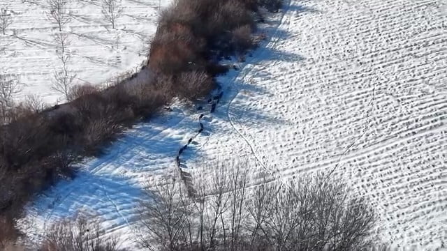 ELAZIĞ’DA KAR ÜSTÜNDE GEZEN DOMUZ SÜRÜSÜ, DRON KAMERASINA YAKALANDI