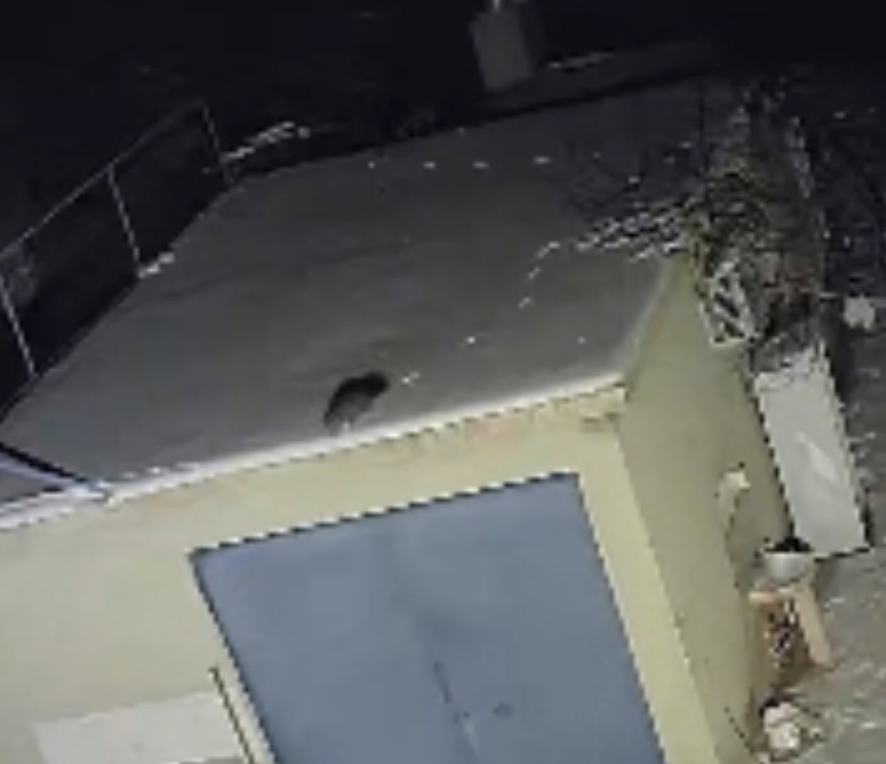 ELAZIĞ’DA NESLİ TÜKENME TEHLİKESİ ALTINDAKİ SANSAR GÖRÜNTÜLENDİ. KARLI DAMDA KOŞTUĞU ANLAR...