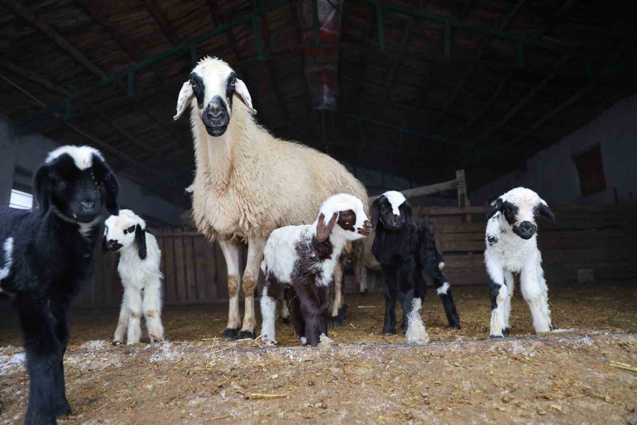 ELAZIĞ’DA  SOĞUK HAVALARIN ETKİSİYLE KUZULAMA DÖNEMİ ERKEN BAŞLADI VE DOĞUM ORANLARINDA ARTIŞ...
