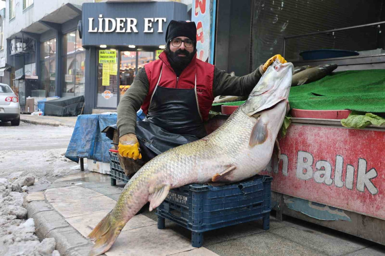 ELAZIĞ’IN PALU İLÇESİNDE BULUNAN MURAT NEHRİ’NDE BALIKÇILAR TARAFINDAN YAKALANAN 1 METRE 71...