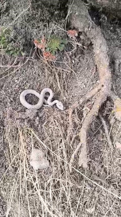 ELAZIĞ’IN PALU İLÇESİNDE KIŞ UYKUSUNA YATMAYAN YILAN, KAMERALARA YANSIDI