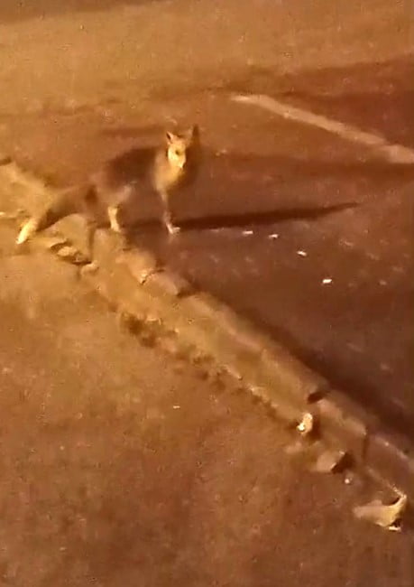 ELMADAĞ İLÇESİNDE AÇ KALAN TİLKİLER ŞEHİR MERKEZİNE İNDİ.