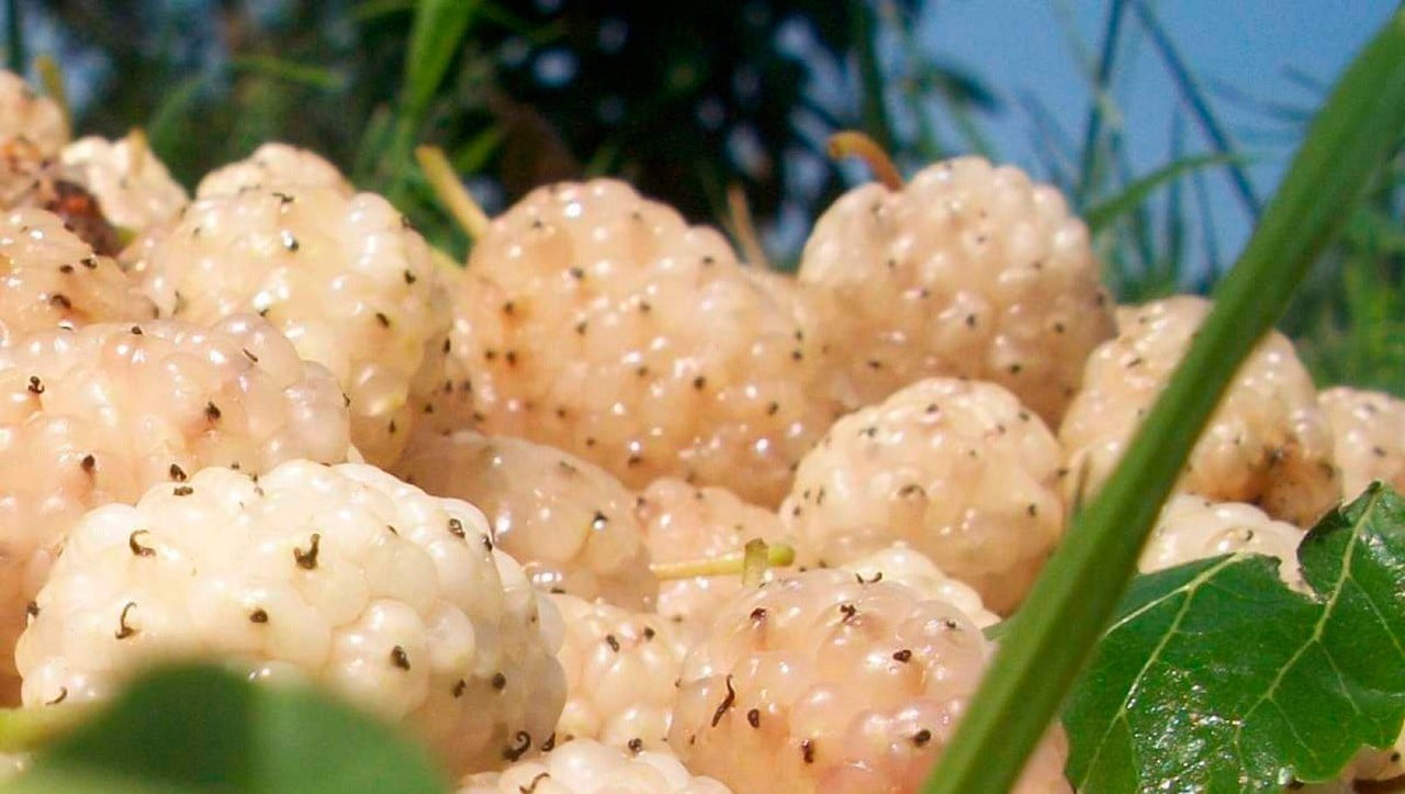 ERZİNCAN’DA KAPAMA DUT BAHÇESİ KURULACAK: ÜRETİCİYE YÜZDE 50 HİBE