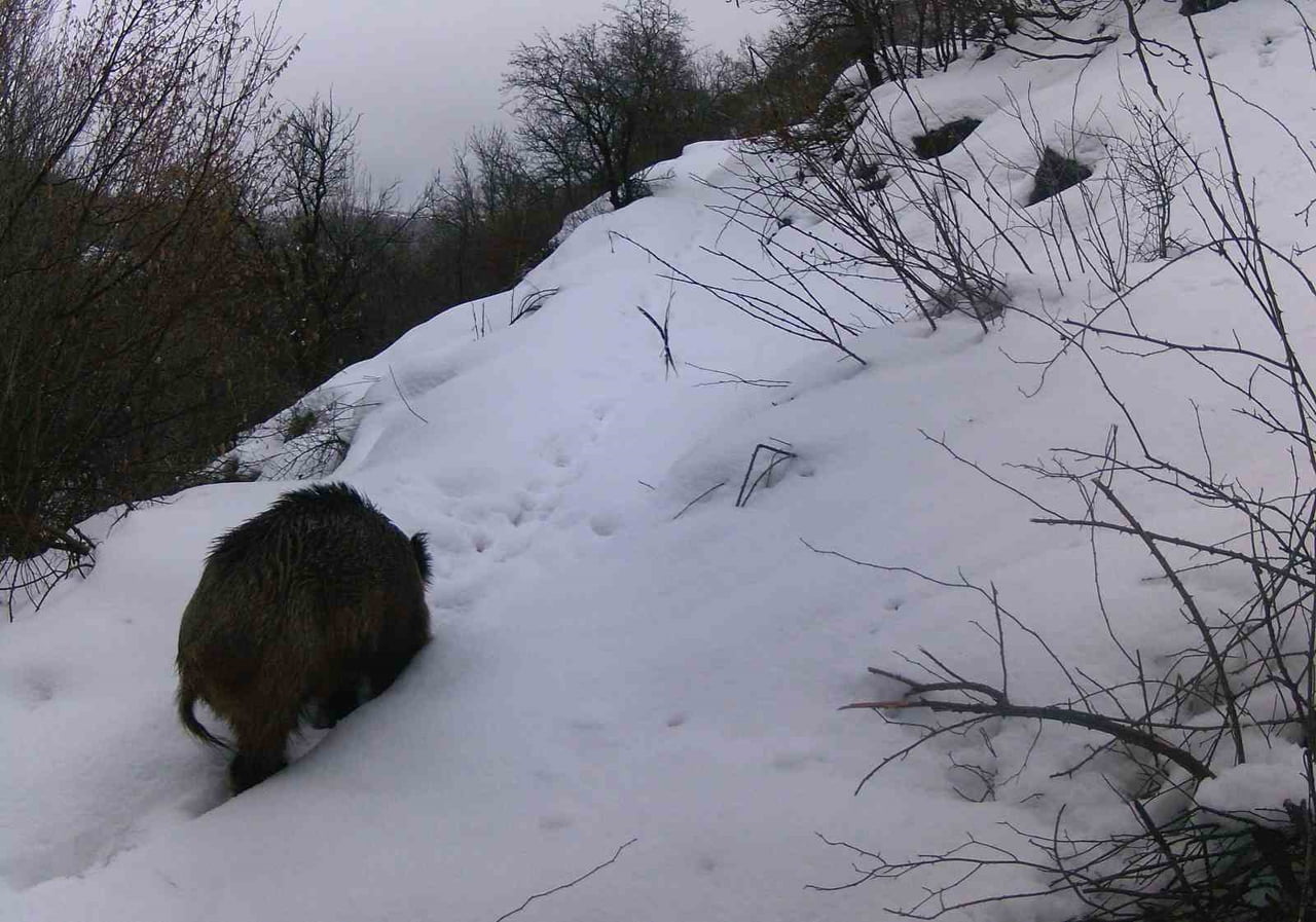 ERZİNCAN VE ÇEVRESİNDE YABAN HAYATI, DOĞAYA YERLEŞTİRİLEN FOTOKAPANLARLA GÖRÜNTÜLENDİ